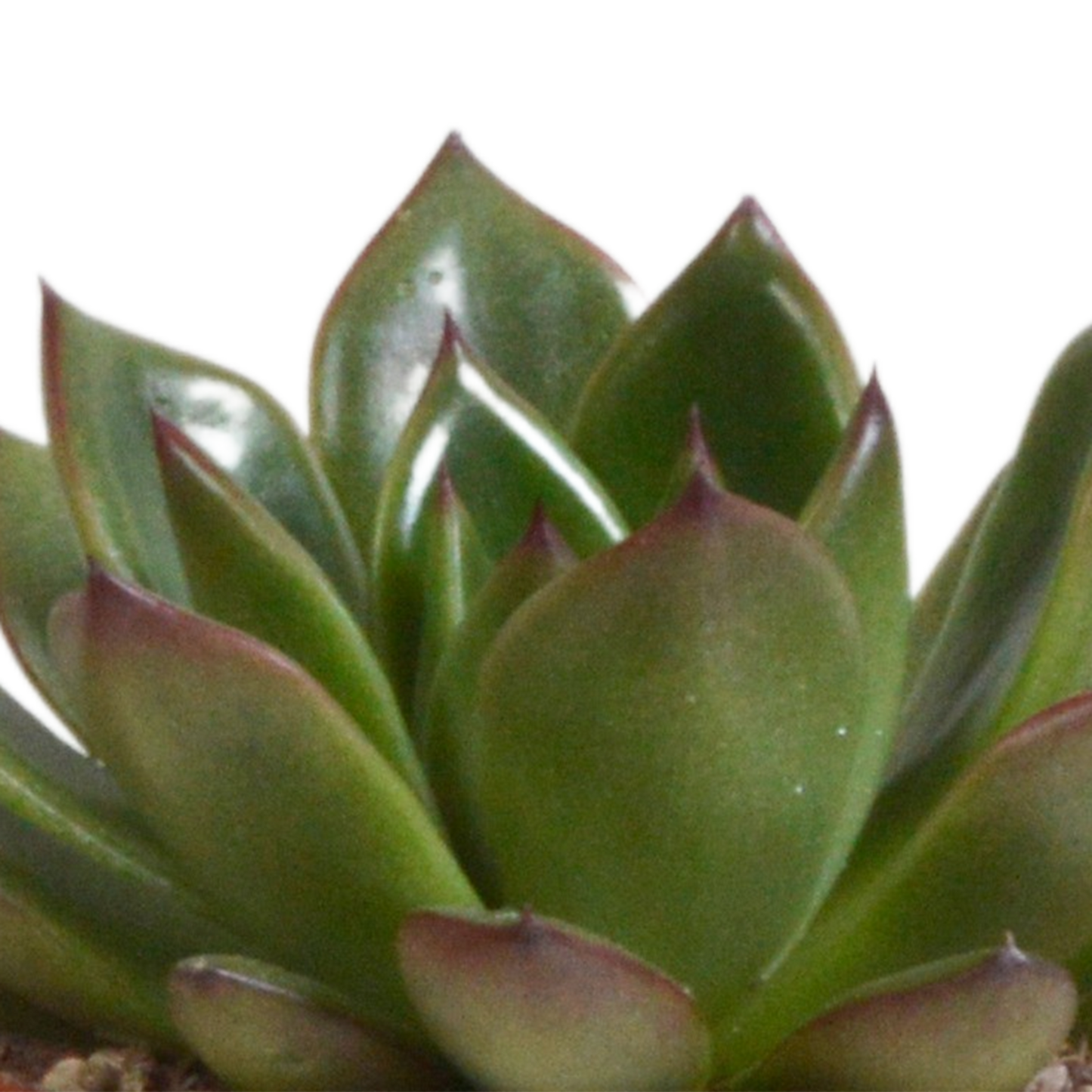 Echeverie Mix 3er Set im Terrakottatopf 8,5 cm