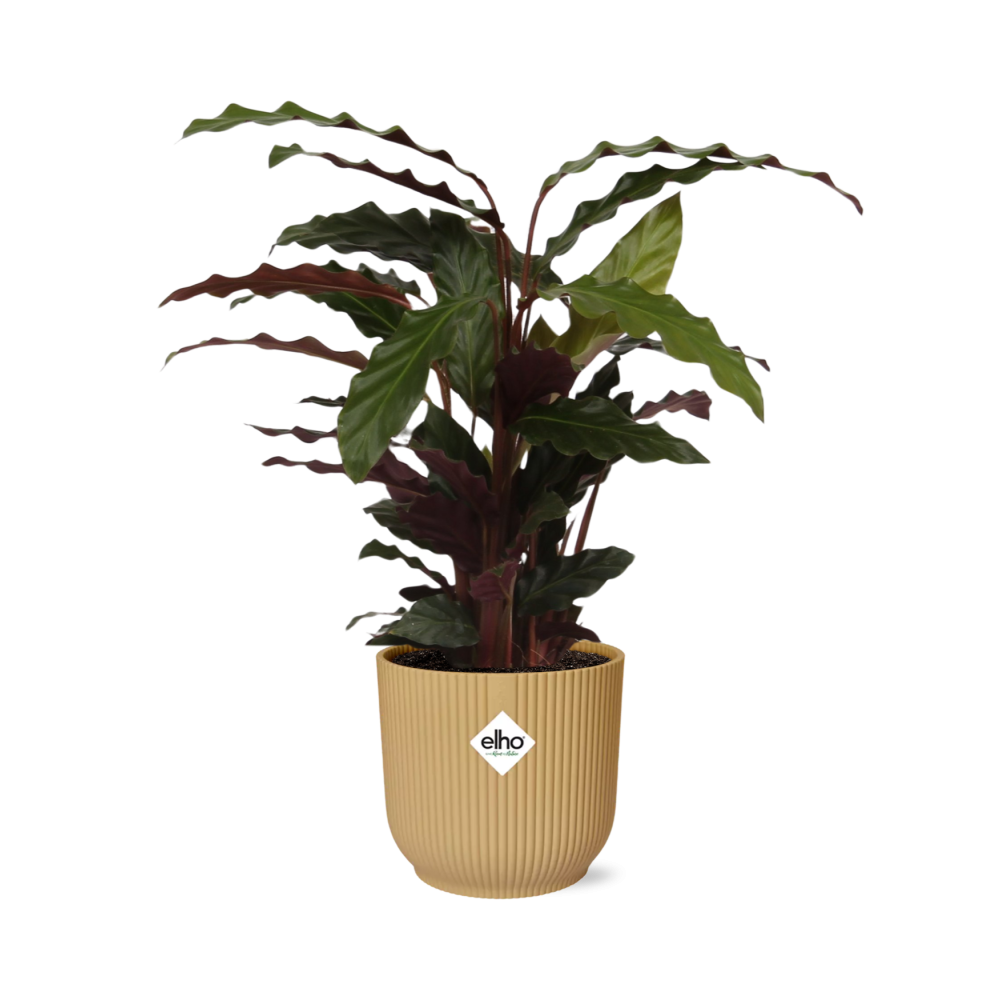 Calathea Rufibarba ‘Tropistar’ in ELHO Vibes Fold 14cm geel