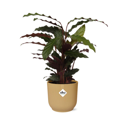 Calathea Rufibarba ‘Tropistar’ in ELHO Vibes Fold 14cm geel
