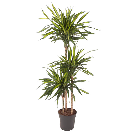 Drachenbaum Riki 140 cm – Stilvolle & pflegeleichte Zimmerpflanze