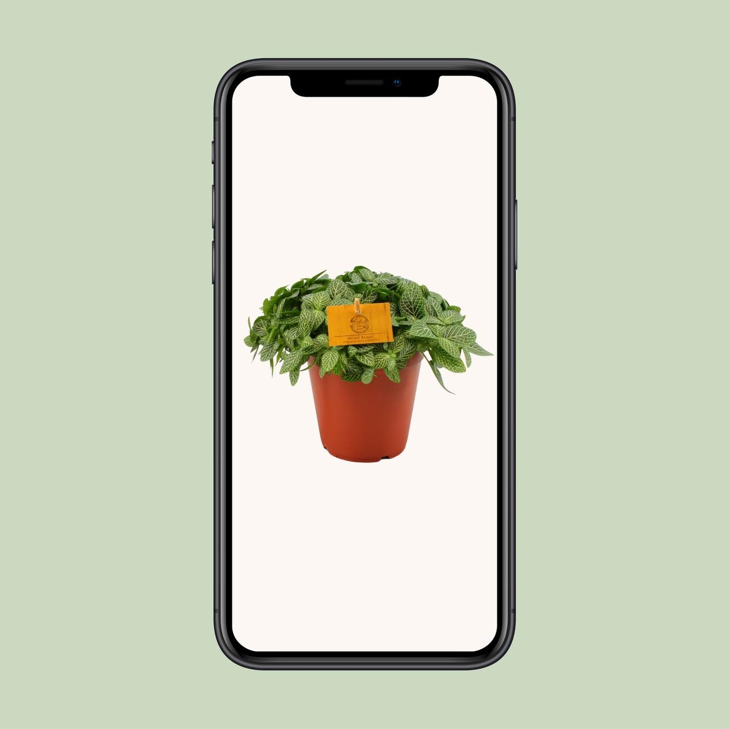 Fittonia Verschaffeltii - Ø15cm - ↕25cm