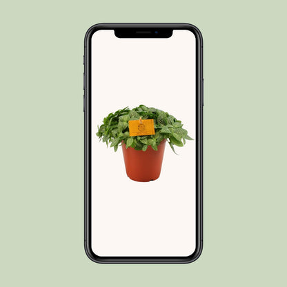 Fittonia Verschaffeltii - Ø15cm - ↕25cm