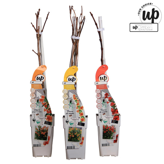 3x Campsis Summer Deal - Campsis Summer Jazz Fire Trumpet - Campsis Summer Jazz Gold Trumpet - Campsis Indian Summer - ↨65cm, Ø15cm