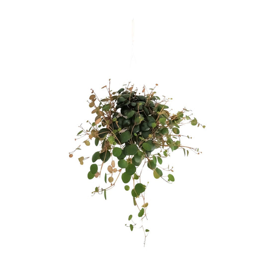 Peperomia Pepperspot - Ø11cm - ↕20cm
