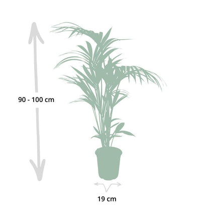 Howea forsteriana - Ø21cm - ↕120cm - Ø18 - ↨100cm