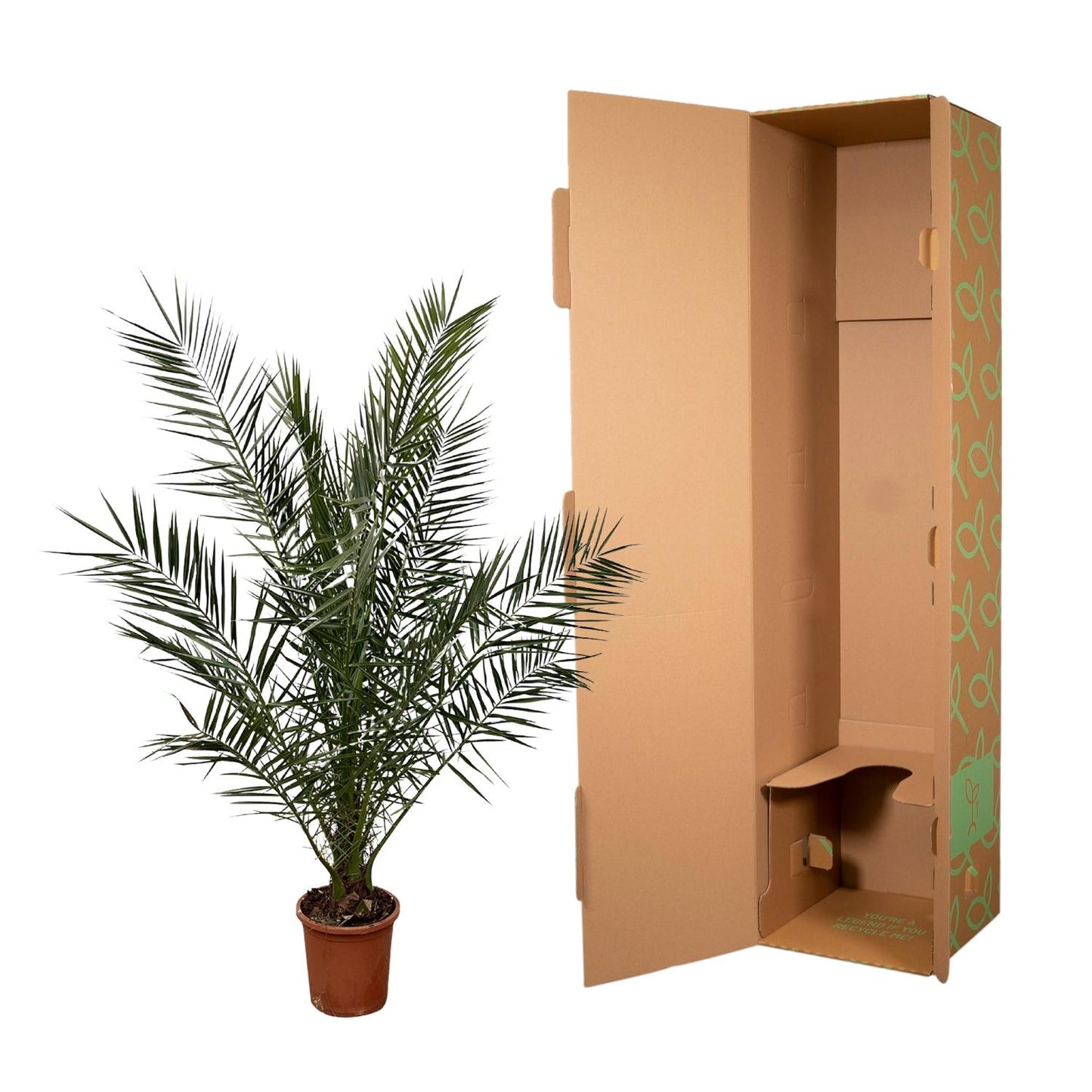 Kanarische Dattelpalme – 180 cm – Exotische Zimmerpflanze