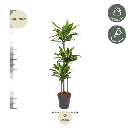 Drachenbaum Golden Coast – 160 cm pflegeleichte Zimmerpflanze