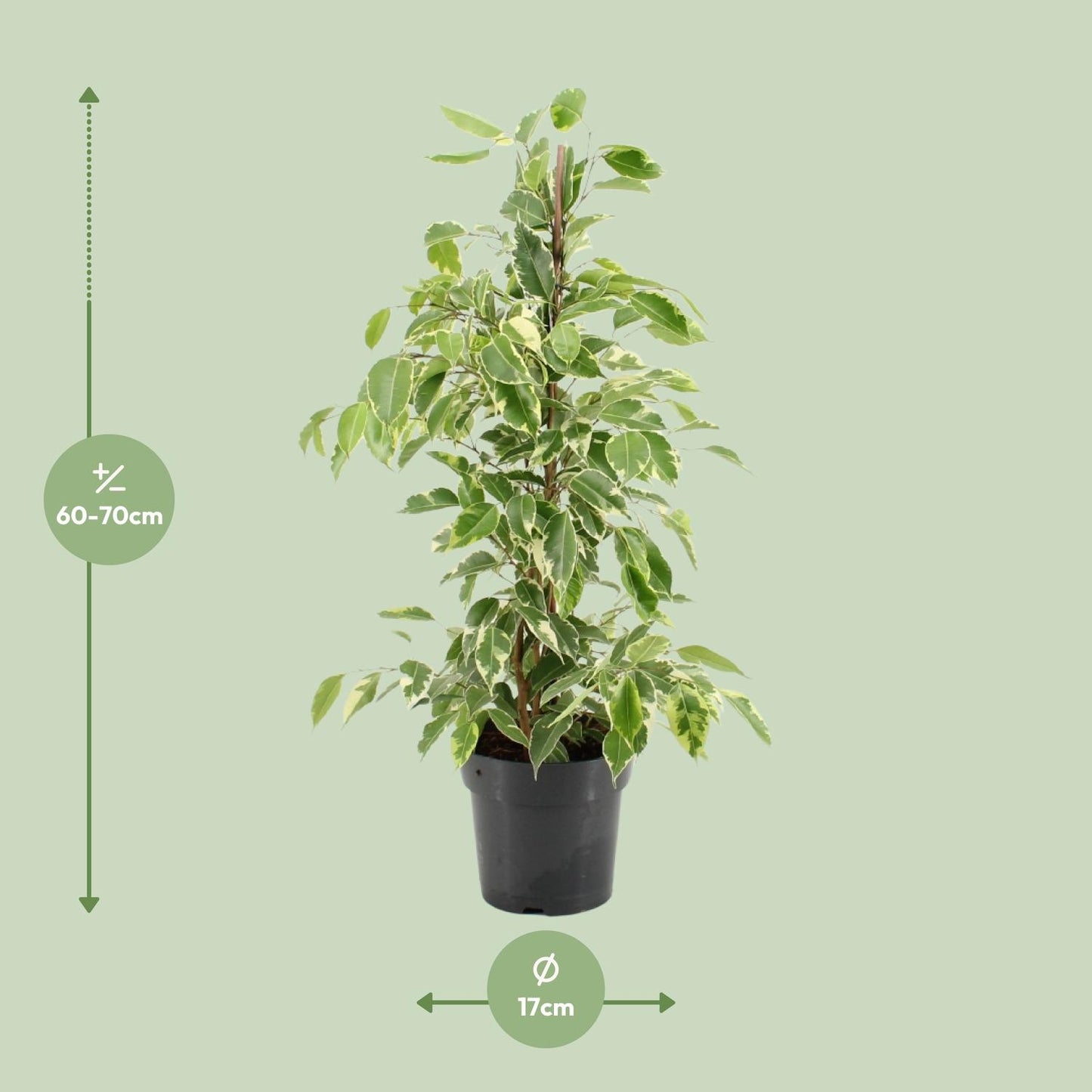 Ficus Benjamina Golden King - Ø17cm - ↕70cm