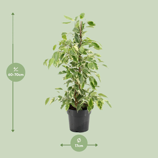Ficus Benjamina Golden King - Ø17cm - ↕70cm