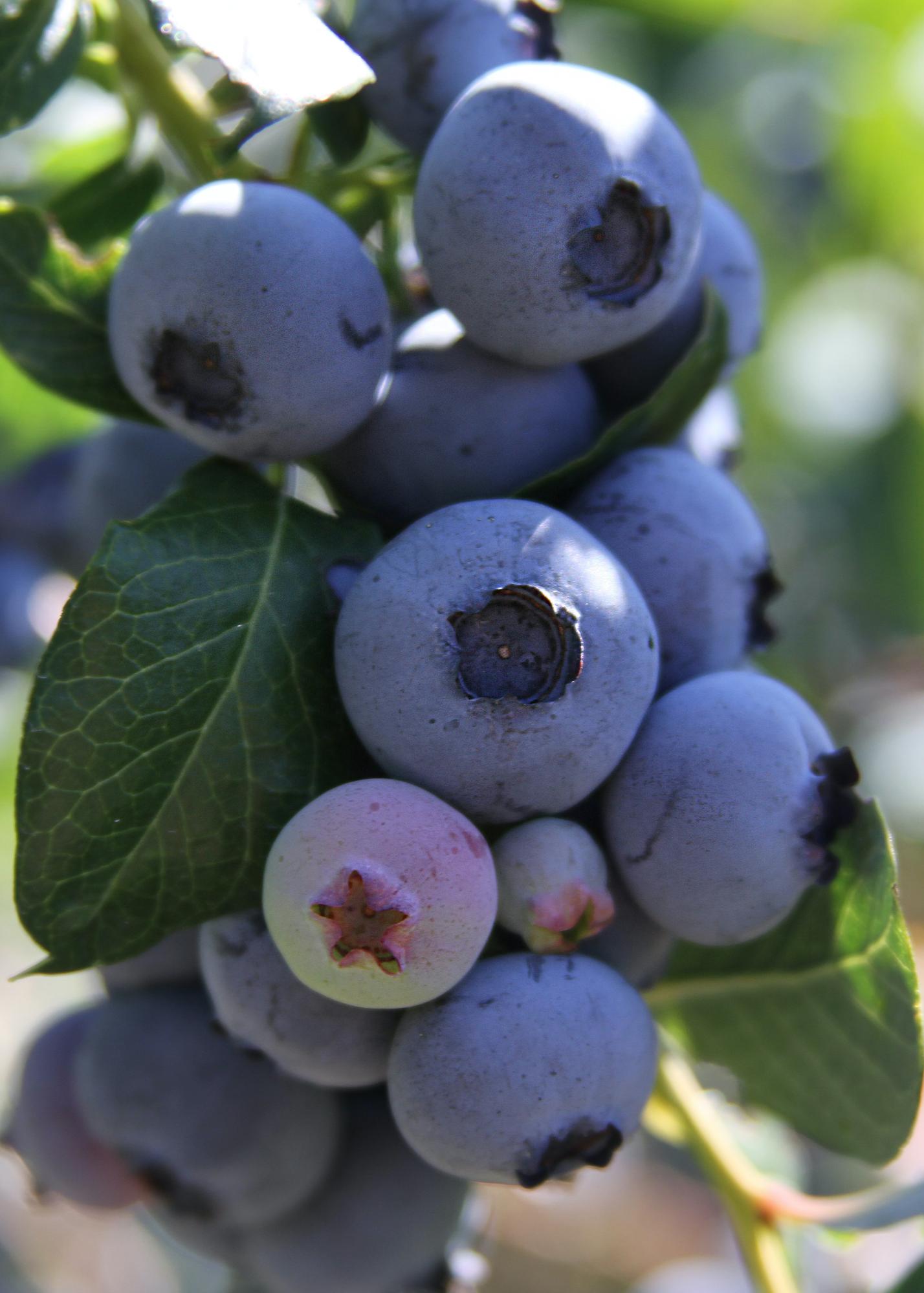 6x - Vaccinium corymbosum - ↨45cm - Ø13
