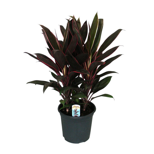 Cordyline Fruticosa Rumba - Ø19cm - ↕55cm