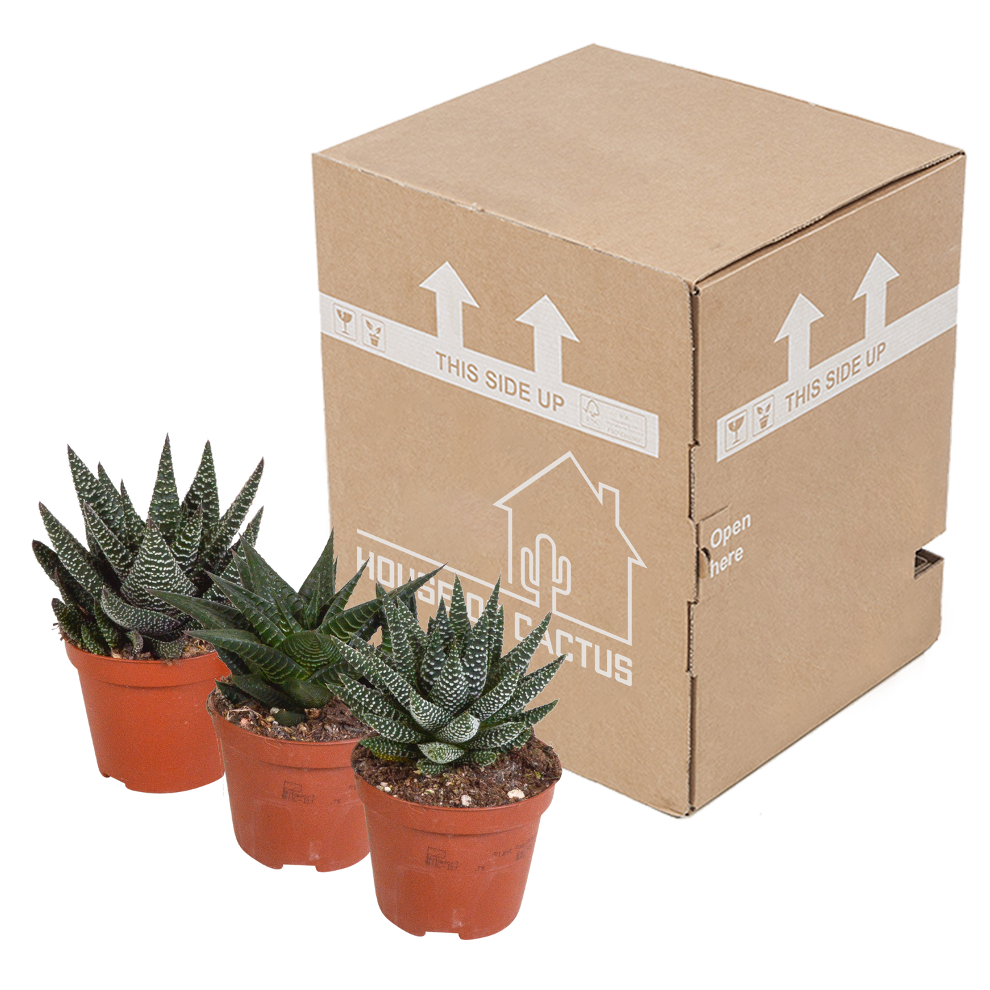 Gasterie & Haworthie Mix – 3er Set Sukkulenten 8,5 cm