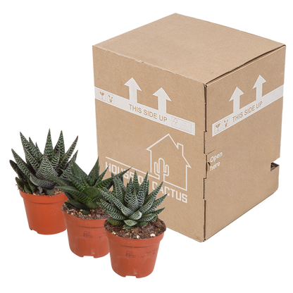 Gasterie & Haworthie Mix – 3er Set Sukkulenten 8,5 cm