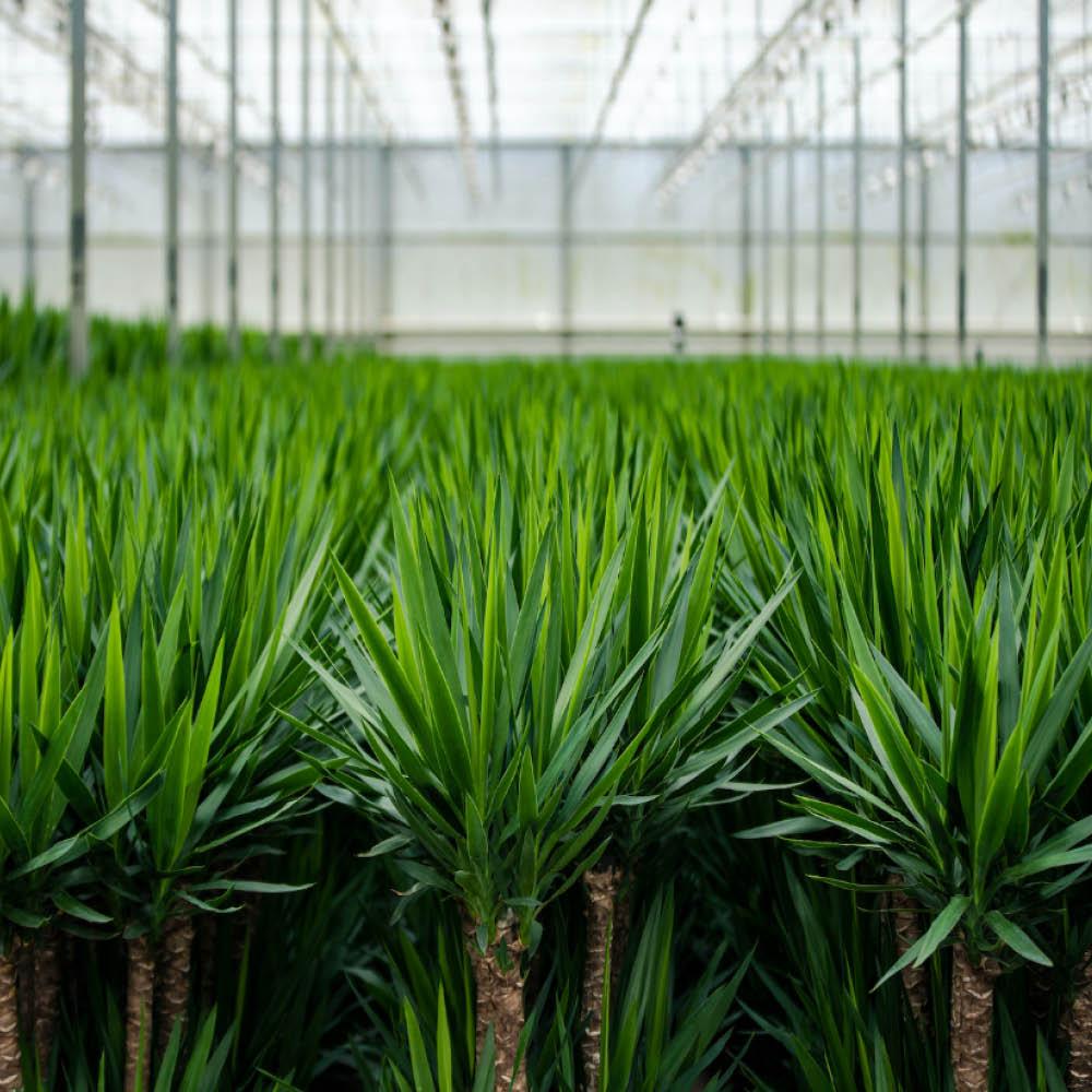 2x Palmlilie (Yucca elephantipes) – 90 cm, pflegeleichtes Set