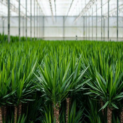 2x Palmlilie (Yucca elephantipes) – 90 cm, pflegeleichtes Set