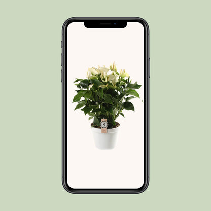 Anthurium White Champion 21cm - Ø21cm - ↕65cm