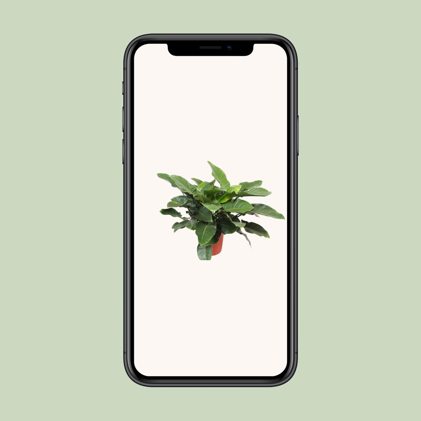 Philodendron Imperial Green - Ø34cm - ↕90cm
