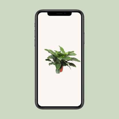Philodendron Imperial Green - Ø34cm - ↕90cm