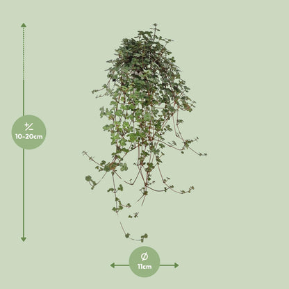 Pilea Glaucophylla - Ø11cm - ↕20cm
