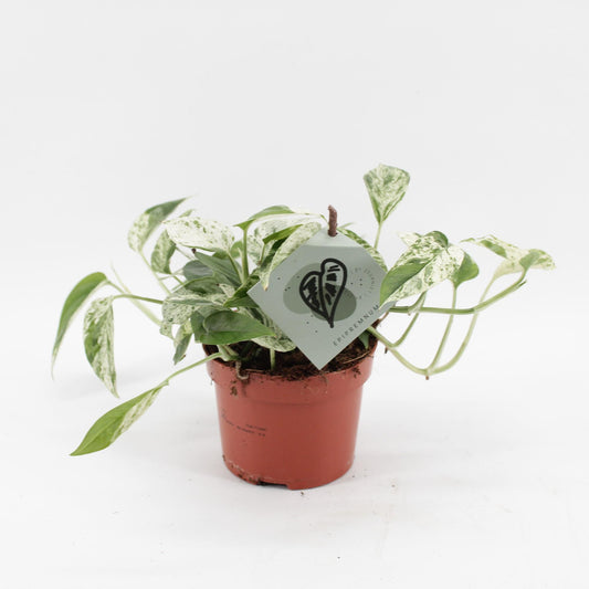 Epipremnum Marble Variegata - Ø12cm - ↕20cm