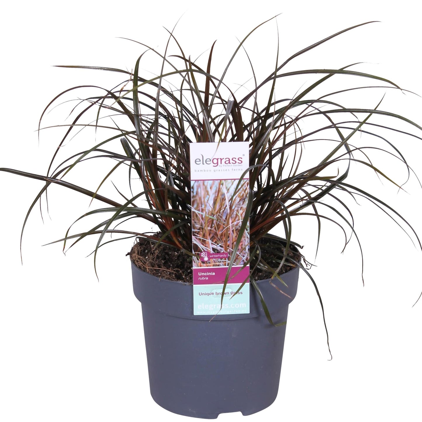 Uncinia Rubra - Ø14cm - ↕30cm