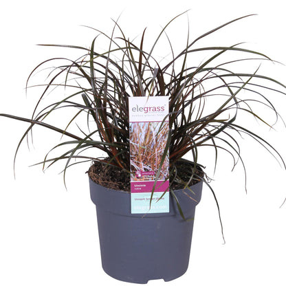 Uncinia Rubra - Ø14cm - ↕30cm