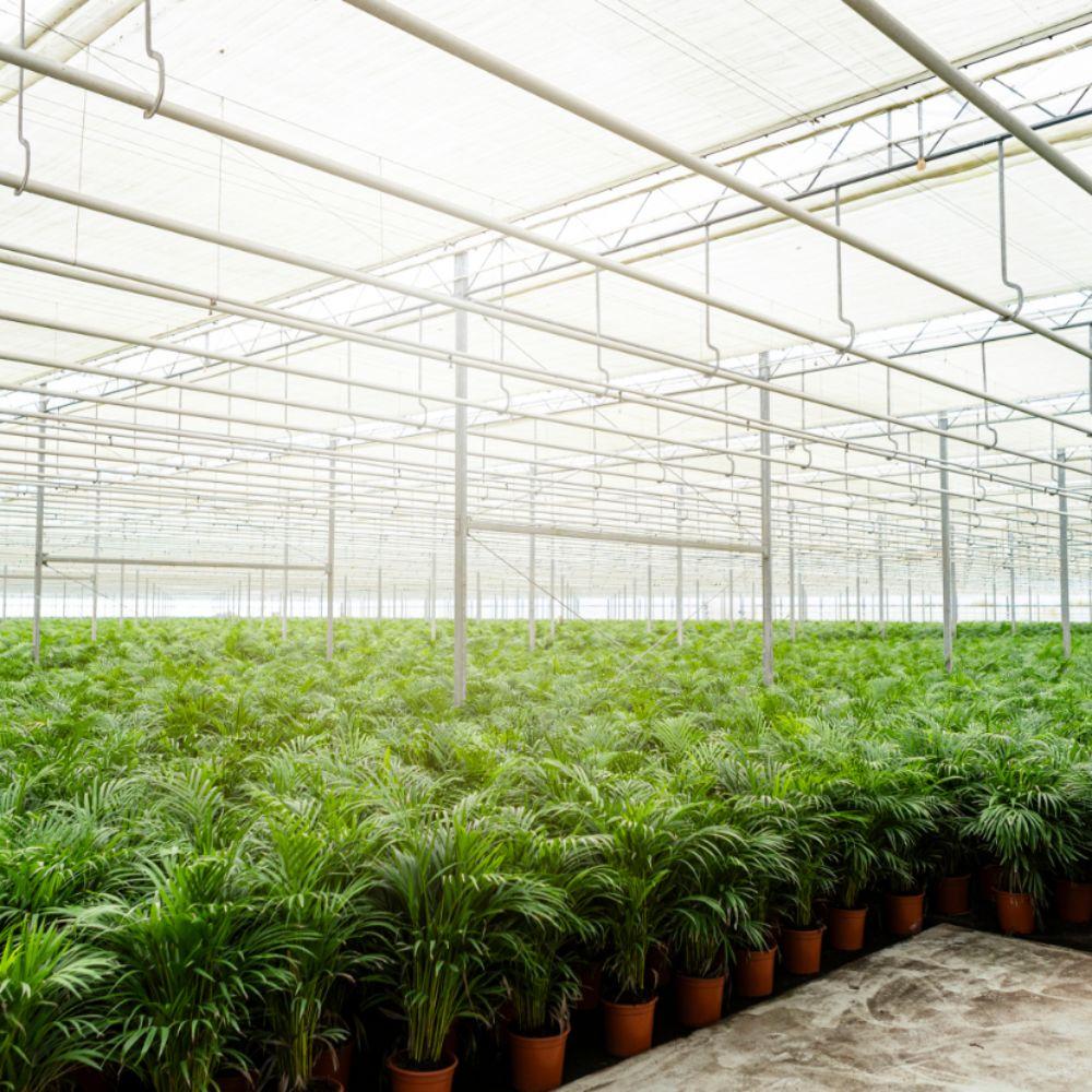 Areca-Palme mit Topf - ↨110cm - Ø21cm
