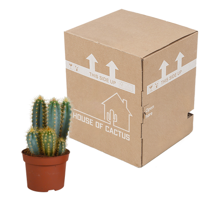 Pilosocereus azureus - - - 12cm