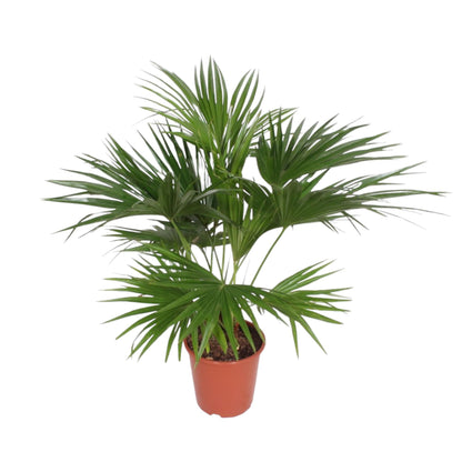 Chinesische Schirmpalme 170 cm – Tropische Zimmerpflanze