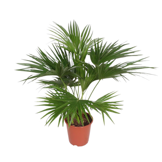 Chinesische Schirmpalme 170 cm – Tropische Zimmerpflanze
