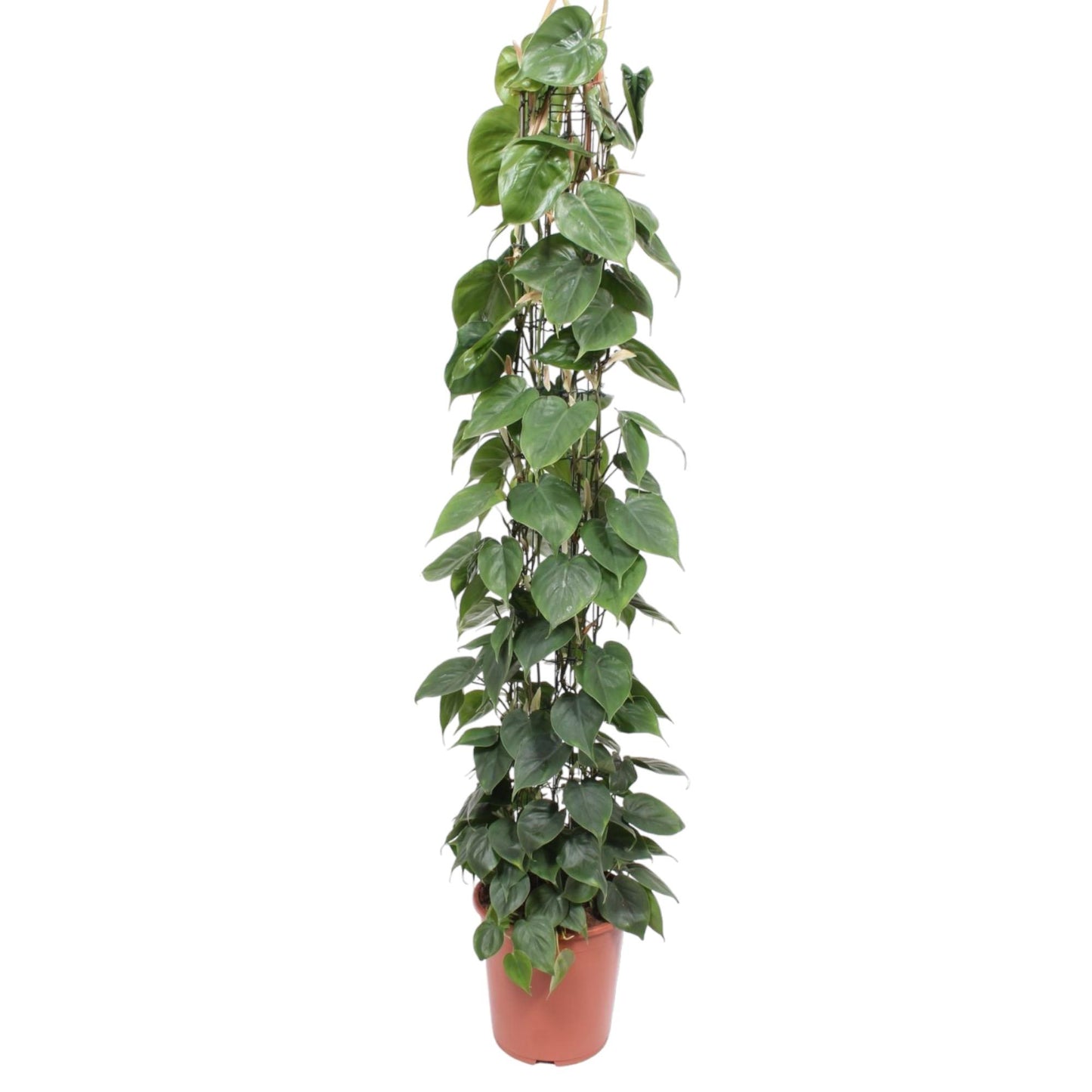 Philodendron Scandens – 160 cm pflegeleichte Rankpflanze