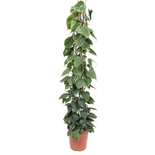 Philodendron Scandens – 160 cm pflegeleichte Rankpflanze