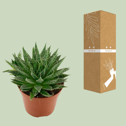 Aloë Aristata - Ø12cm - ↕20cm