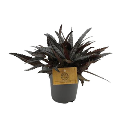 Pilea Hitchcockii - Ø10,5cm - ↕15cm