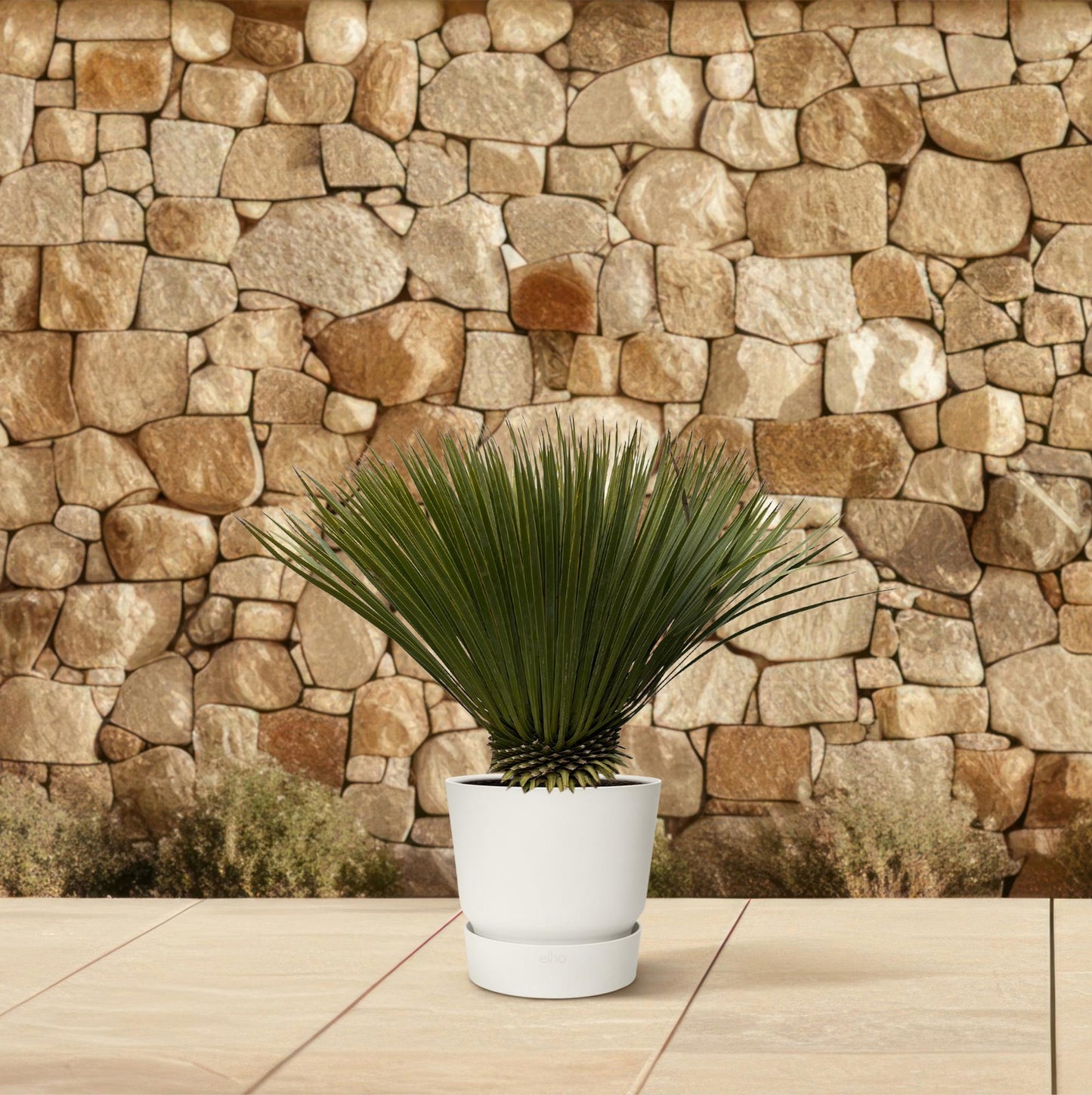 Blaue Palmlilie Yucca Rostrata – 75 cm – Exotische Kübelpflanze