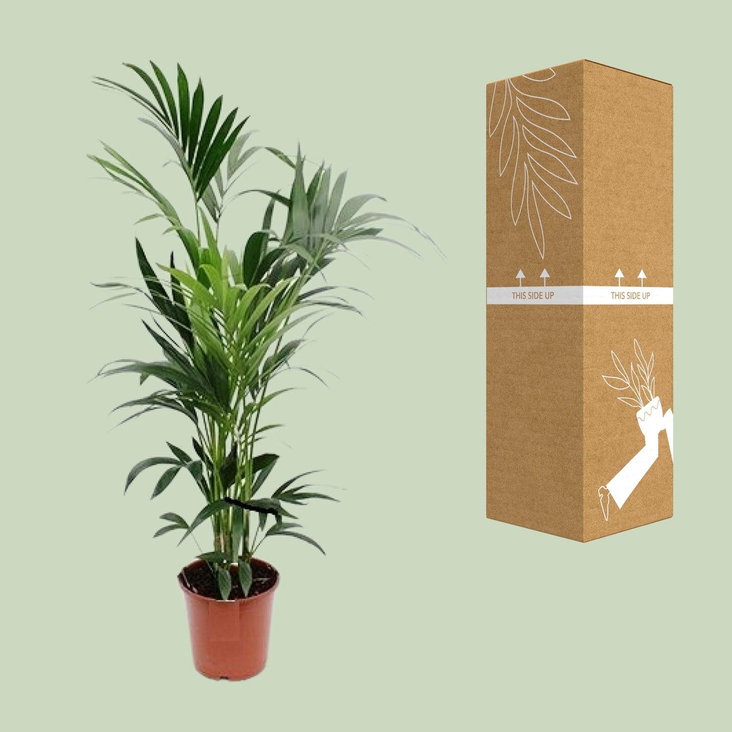 Howea - Ø24cm - ↕170cm