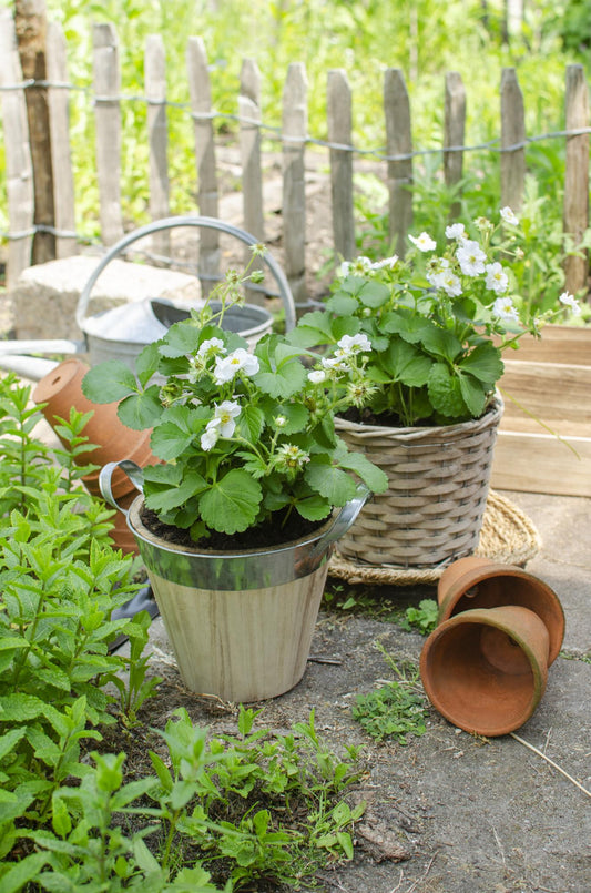 Fragaria x ananassa Delizzimo - Ø13cm - ↕45cm