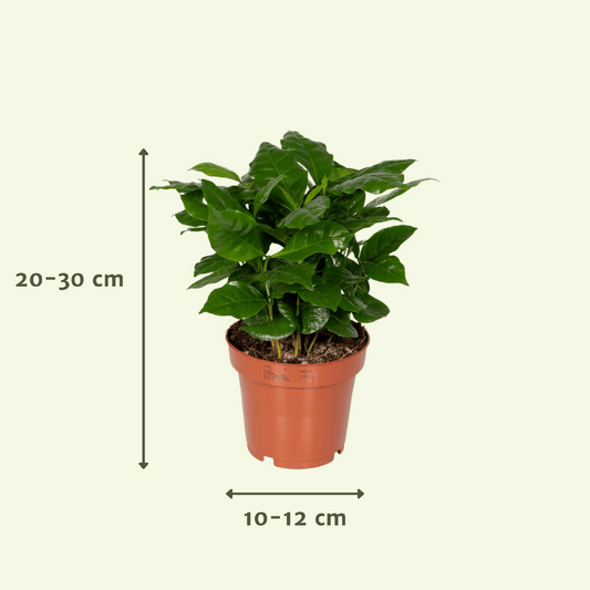 Überraschungsbox - Ø12cm - ↕25cm - x5