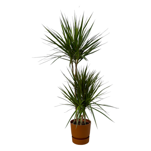 Drachenbaum Marginata 120 cm – Stilvolle & Pflegeleichte Zimmerpflanze