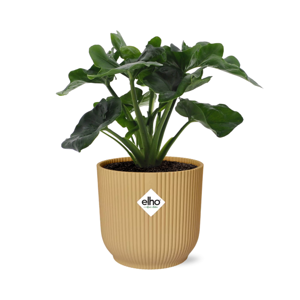 Philodendron Atom in ELHO Vibes Fold 14cm geel