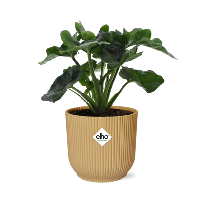 Philodendron Atom in ELHO Vibes Fold 14cm geel