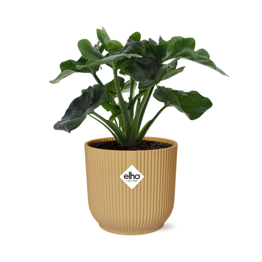 Philodendron Atom in ELHO Vibes Fold 14cm geel