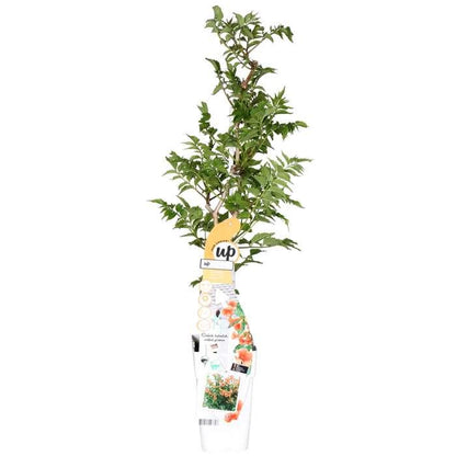 Campsis Indian Summer - Trompetenblume Orange - Ø15cm - ↕65cm - Ø15 - ↨65cm