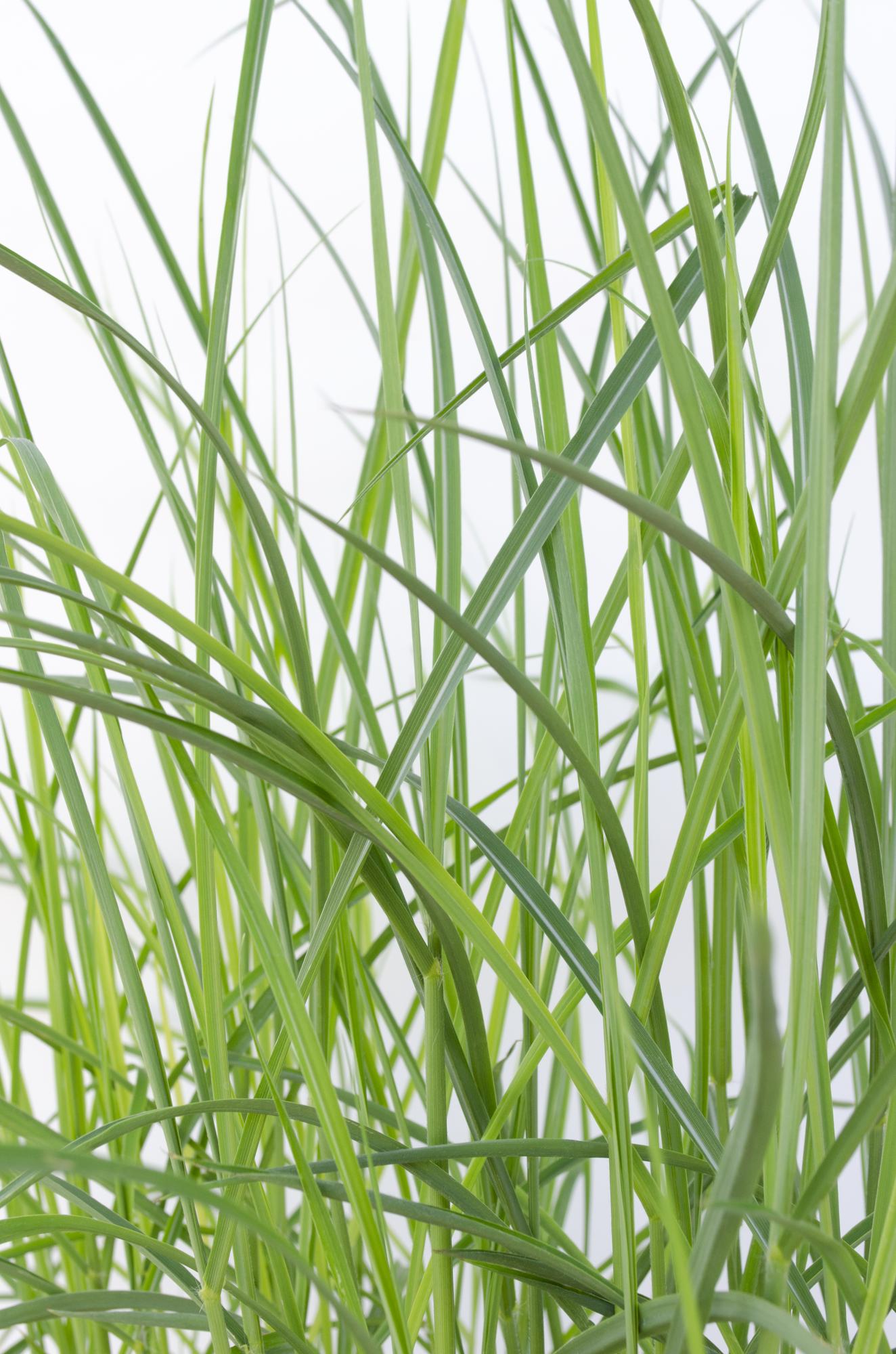 Miscanthus sinensis Ferner Osten - Ø19cm - ↕50cm - Ø19 - ↨50cm