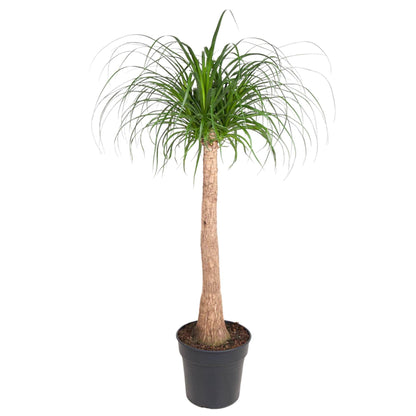 Elefantenfuß 120 cm – Exotische & pflegeleichte Zimmerpflanze