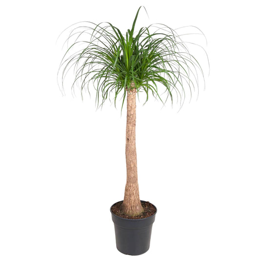 Elefantenfuß 120 cm – Exotische & pflegeleichte Zimmerpflanze