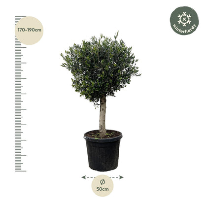 Olivenbaum Lorc – 180 cm – Mediterrane Kübelpflanze