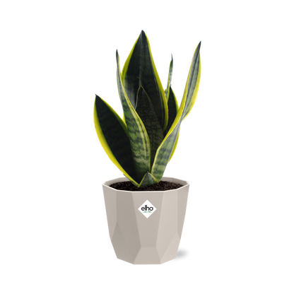 Sansevieria Futura Superba in ELHO b.for rock 14 cm warm grey