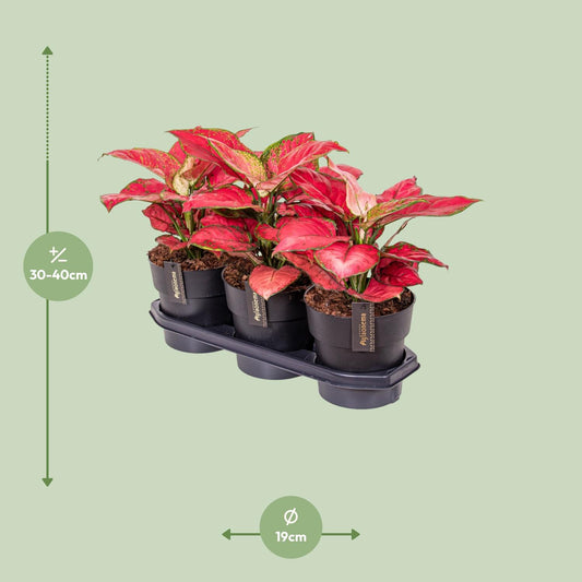 Aglaonema Red Joy - Ø19cm - ↕40cm