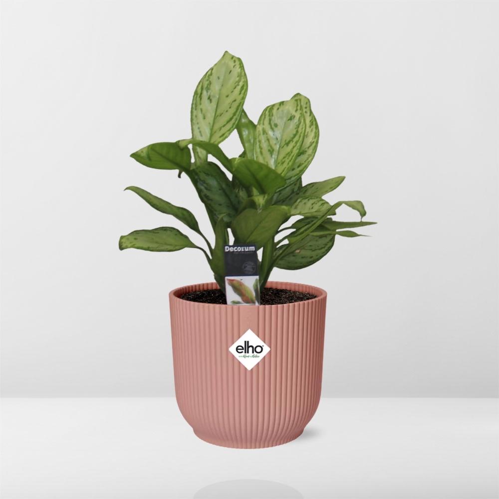 Aglaonema Christina in ELHO Vibes Fold 14cm roze
